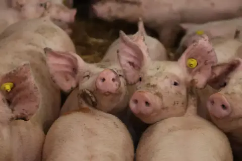 Stado prosiąt w zagrodzie, z żółtymi kolczykami w uszach. Ich pyszczki są lekko ubrudzone, co może odzwierciedlać obecną sytuację na rynku świń.