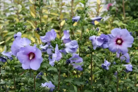 Piękny, fioletowy hibiskus kiedy kwitnie, zachwyca swoimi delikatnymi płatkami i ciemnym środkiem.
