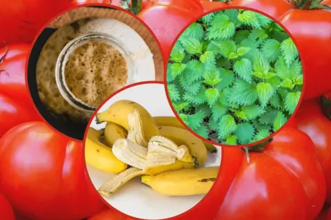 Domowe sposoby nawożenia pomidorów: pokrzywa, skórki bananów i drożdże.