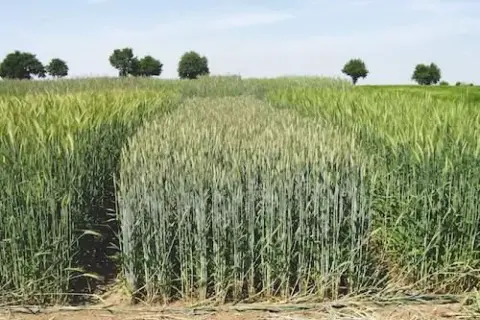 Pole z pszenżytem ozimym, widać różnice w dojrzewaniu między kępami.