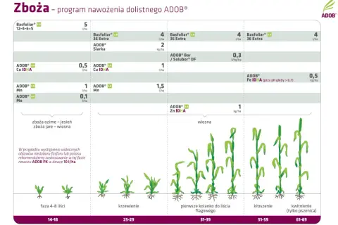 Schemat nawożenia dolistnego zbóż z produktami Basfoliar i ADOB. Pokazuje dawkowanie i fazy rozwoju roślin.
