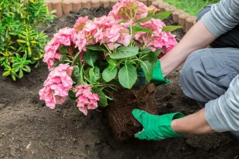 Sadzenie różowej hortensji w ziemi przez osobę w zielonych rękawiczkach.