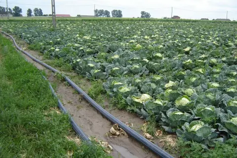 Ogromne pole kapusty, gotowe do zbioru. Wzdłuż grządek biegną rury nawadniające, zapewniając idealne warunki do uprawy kapusty.