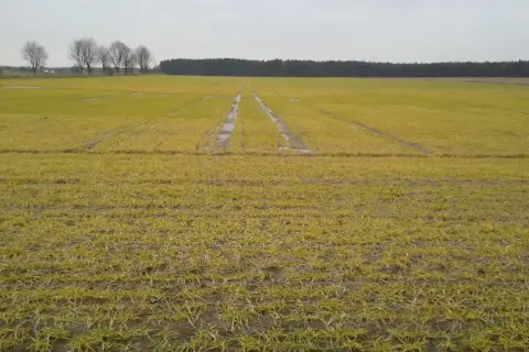 Młody jęczmień na polu, z widocznymi śladami po maszynach i kałużami. W oddali las i drzewa.