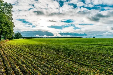 Czy można siać nawóz na mokre zboże? Uniknij błędów w nawożeniu