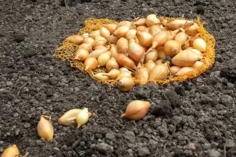Jak uprawiać cebulę dymkę - proste sposoby na zdrowe plony w ogrodzie