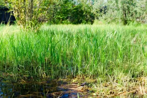 Co uprawiać na podmokłym terenie? Odkryj najlepsze rośliny do sadzenia