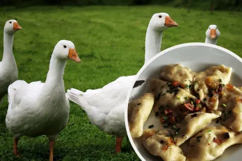 Gęś kołudzka na zielonej trawie, obok talerz pysznych pierogów.