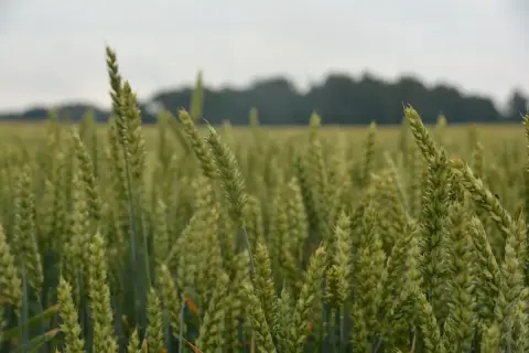 Kiedy sieje się zboża ozime? Kluczowe terminy i błędy do uniknięcia