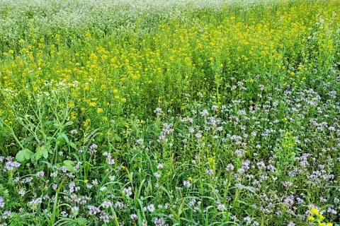 Kiedy siać groch na poplon? Optymalny termin i praktyczne wskazówki