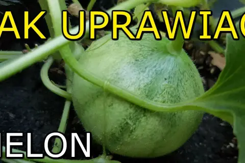 Jak uprawiać melony w Polsce: proste kroki do udanych plonów