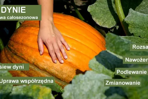 Jak uprawiać dynie - sekrety udanej uprawy i pielęgnacji roślin