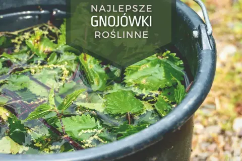 W czarnym wiadrze pływają zielone liście pokrzywy, tworząc naturalną gnojówkę dla roślin.