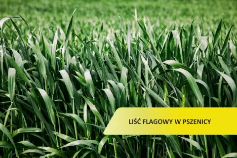 Zielone, wilgotne źdźbła pszenicy, z widocznym liściem flagowym. Tło rozmyte, zielone.