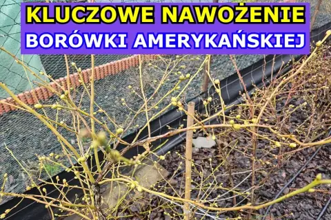 Kiedy sypać nawóz pod borówkę, aby uniknąć złego owocowania?