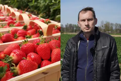 Kosze pełne soczystych truskawek odmiany Rumba, obok rolnik na polu.