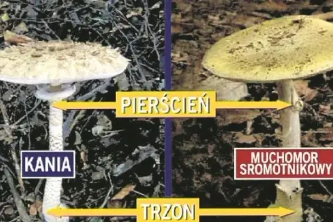Kiedy jest sezon na kanie? Sprawdź najlepszy czas na zbiór tych grzybów