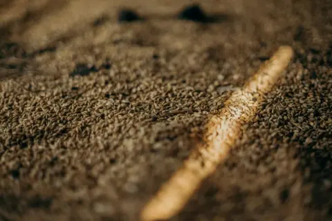 Zbliżenie na ziarna żyta jarego, które tworzą gęste, brązowe pole. Przez środek przebiega jasny pas światła, podkreślając teksturę i kolor zboża.