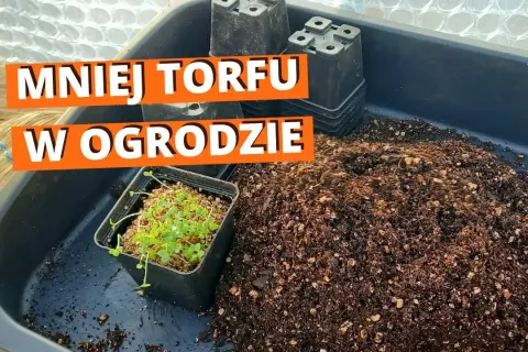 Co można uprawiać na ziemiach torfowych? Odkryj najlepsze rośliny