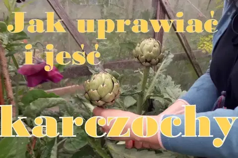 Jak uprawiać karczochy - uniknij najczęstszych błędów w pielęgnacji