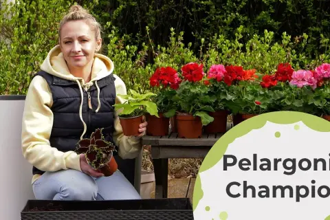 Jak uprawiać pelargonie, by kwitły obficie przez cały sezon