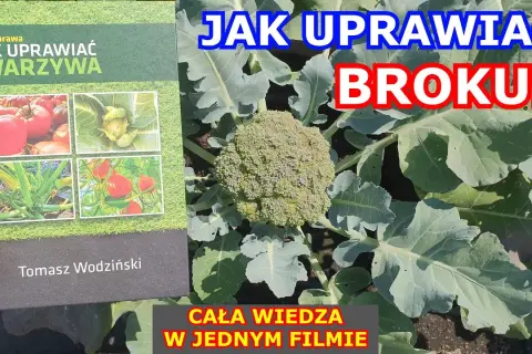 Jak uprawiać brokuły: proste sposoby na zdrowe plony w ogrodzie