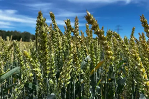 Kłosy pszenicy banatus dojrzewają na tle błękitnego nieba z chmurami.