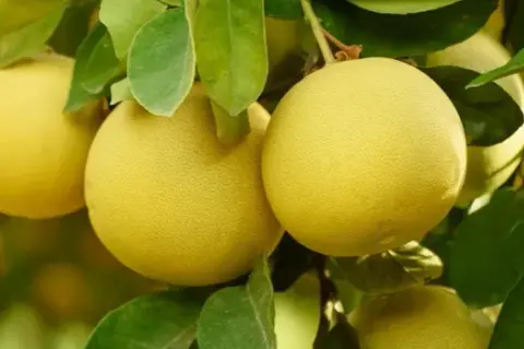 Kiedy sezon na pomelo? Dowiedz się, kiedy je kupić w Polsce