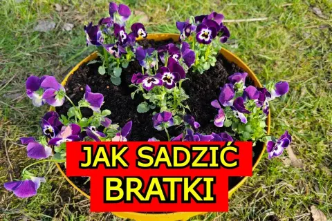 Jak uprawiać bratki: proste sposoby na piękne i zdrowe kwiaty