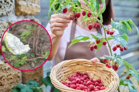 Kobieta zbiera maliny do koszyka, w tle widać rękę w rękawiczce z nawozem.