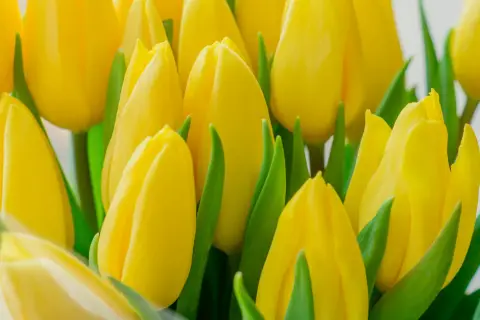 Kiedy jest sezon na tulipany? Sprawdź najlepszy czas na kwitnienie