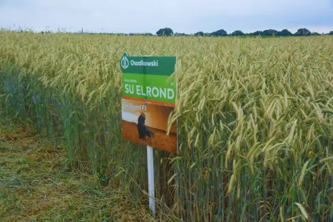 Pole żyta hybrydowego SU Elrond F1. Zboże dojrzewa na tle błękitnego nieba.
