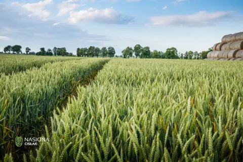 Pole pszenicy Pallas pod błękitnym niebem, z kępami drzew w oddali i stogami siana po prawej.