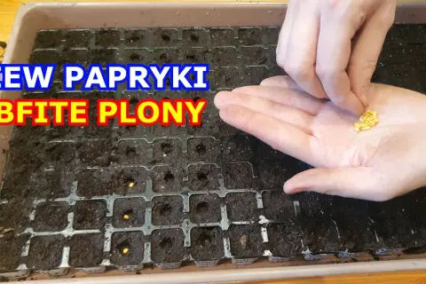 Jak siać paprykę z nasion - uniknij błędów i ciesz się plonami
