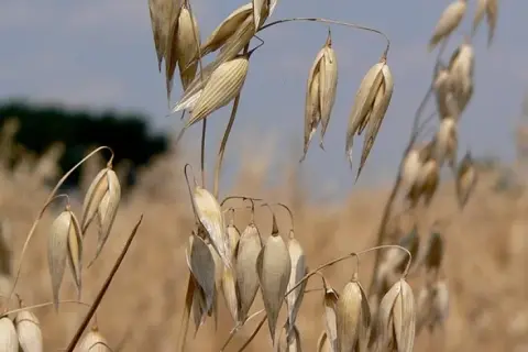 Jaki nawóz pod korzeń owsa zapewni najwyższe plony i zdrowie roślin?