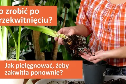 Jak uprawiać amarylis - sekrety pięknych kwiatów w twoim domu