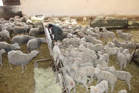 W zagrodzie dla owiec pracownik karmi stado. Owce są gęsto zgromadzone na słomie, niektóre mają numery namalowane na sierści.