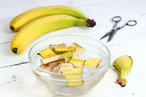 Kawałki skórek bananów moczone w wodzie, przygotowywane jako nawóz z banana. Obok leżą banany i nożyczki.