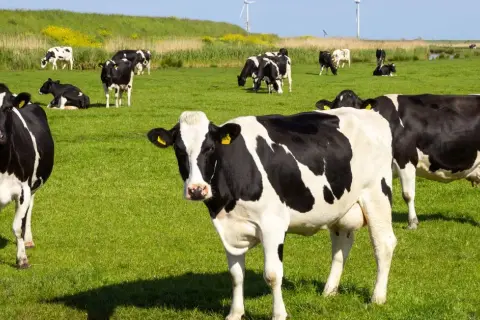 Pastuch elektryczny w praktyce – dla krów, bydła, dzików i niechcianych zwierząt