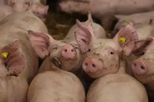 Stado prosiąt w zagrodzie, z żółtymi kolczykami w uszach. Ich pyszczki są lekko ubrudzone, co może odzwierciedlać obecną sytuację na rynku świń.