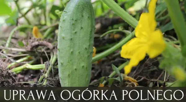 Ogórek jak siać: Kluczowe wskazówki dla udanej uprawy w ogrodzie
