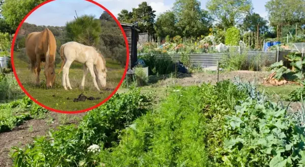 Dwa konie, jeden brązowy, drugi jasny, pasą się na łące. Widać obornik koński. W tle ogród warzywny i wieża kościoła.