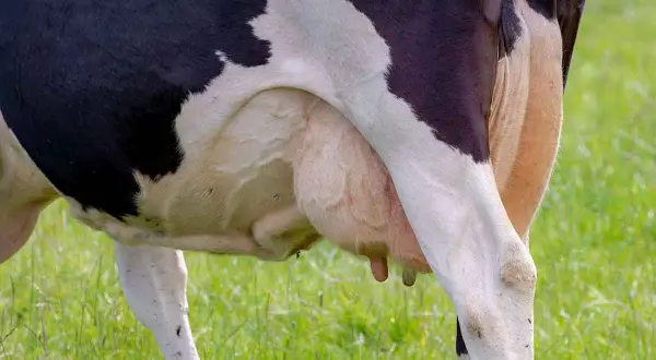 Krowa ma cztery wymiona, widoczne na zielonej łące.