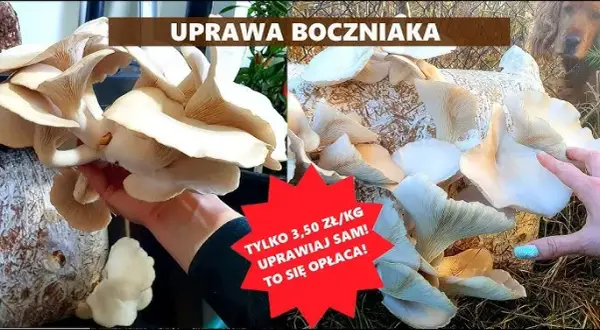 Jak uprawiać boczniaki w domu – proste metody i najczęstsze błędy