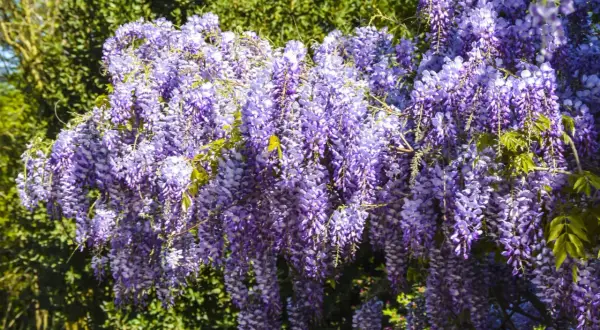 Obfite grona fioletowej wisterii zwisają kaskadami, tworząc spektakularny widok. To właśnie wiosną wisteria kwitnie najpiękniej.