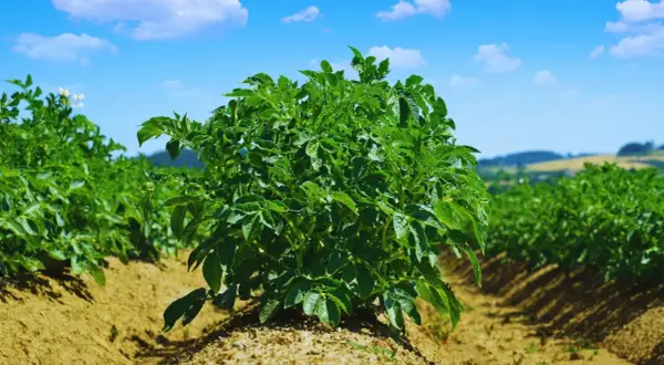 Zdrowe, zielone krzaki ziemniaków na polu. Pytanie, jaki nawóz pod ziemniaki, jest kluczowe dla obfitych plonów.