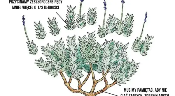 Ilustracja pokazuje, kiedy przycinać lawendę: zeszłoroczne pędy o 1/3 długości, unikając starych, zdrewniałych pędów.