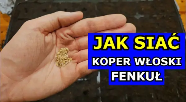 Kiedy siać koper, aby uniknąć nieudanych plonów i cieszyć się zbiorem