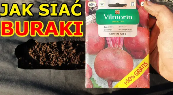 Kiedy siać buraczki czerwone, aby uniknąć błędów w uprawie