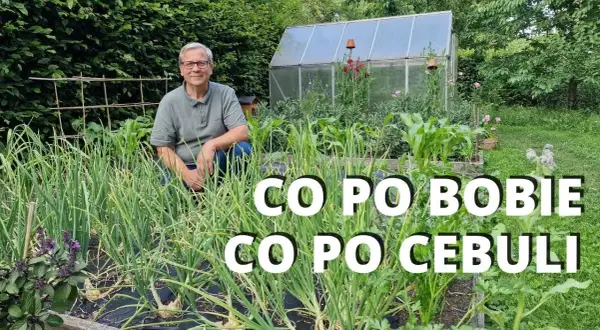 Co siać po bobie, aby maksymalizować plony i zdrowie gleby?